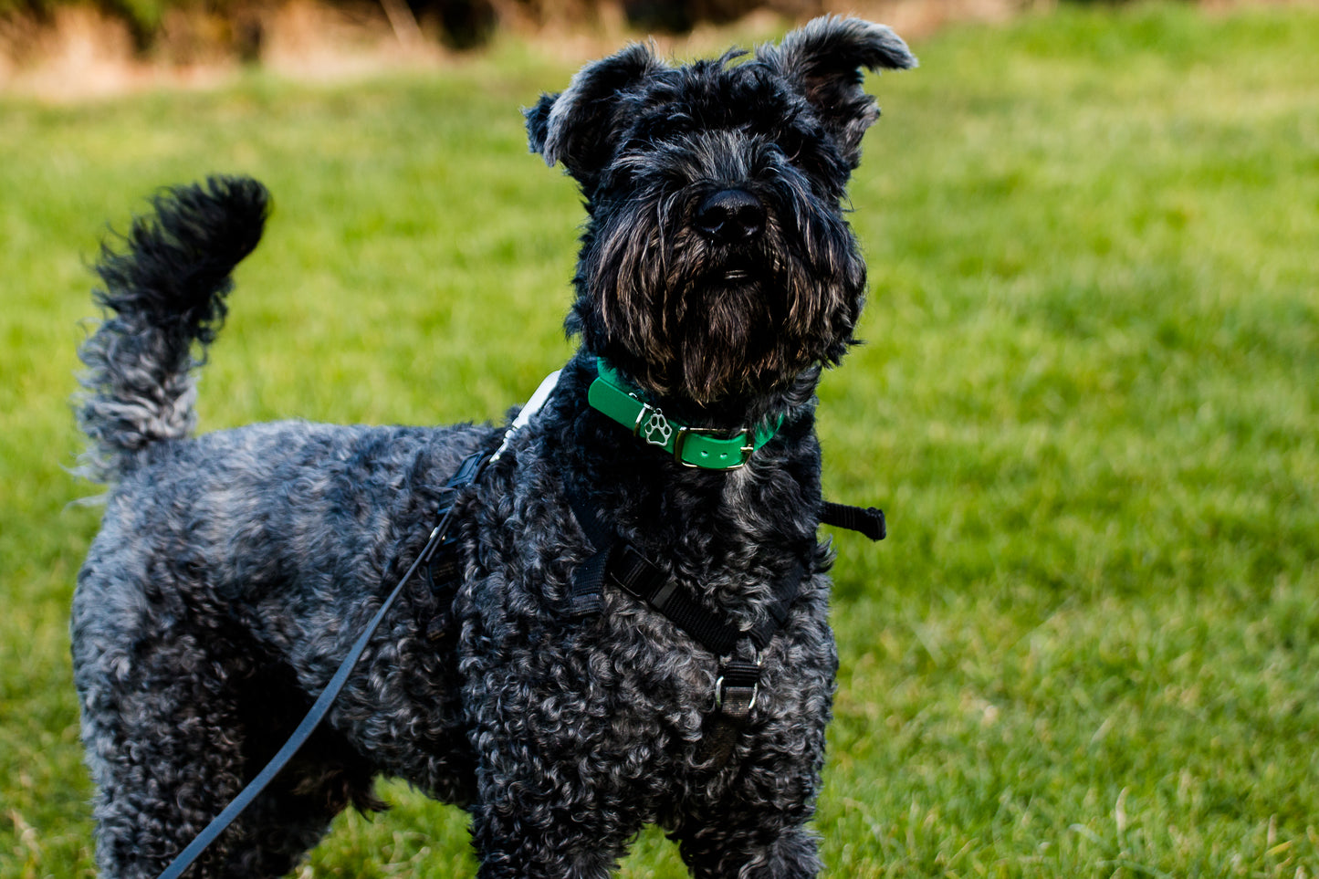 Hand-made BioThane Collar in Emerald Green