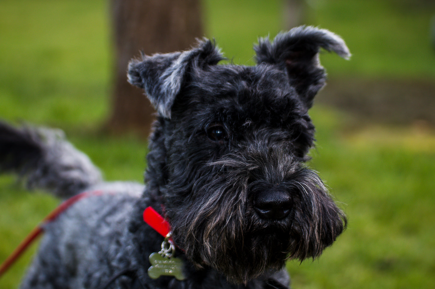 Hand-made BioThane Collar in Red