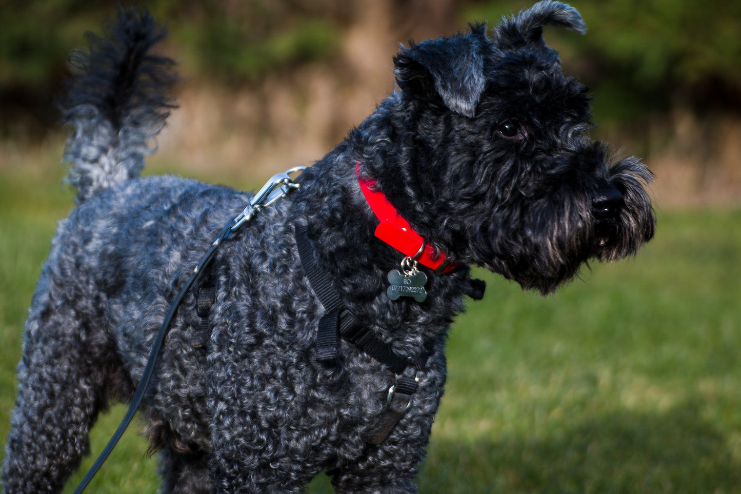 Hand-made BioThane Collar in Red