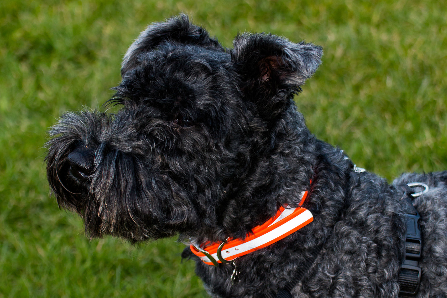 Hand-made BioThane Collar Reflective Orange