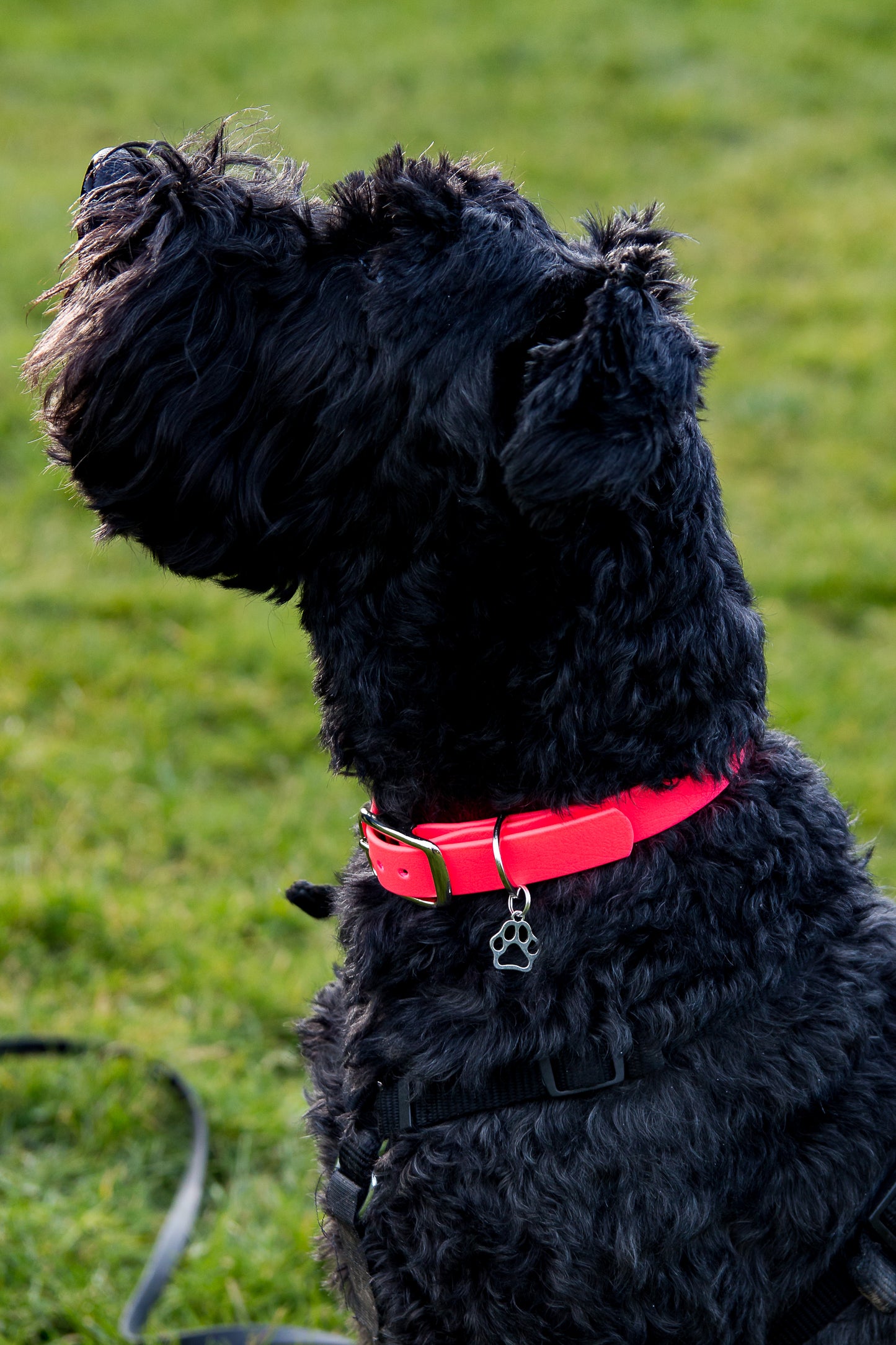 Hand-made BioThane Collar in Cerise