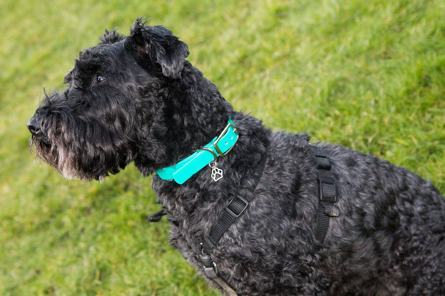 Hand-made BioThane Collar in Teal