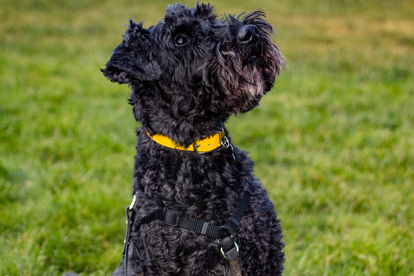 Hand-made BioThane Collar in Yellow